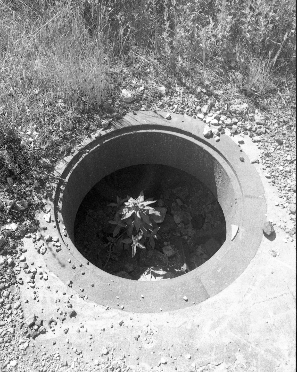 A black-and-white photo of a plant growing within a sewer hole.